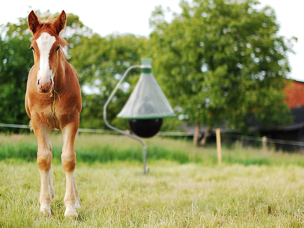 Pułapka na muchy końskie